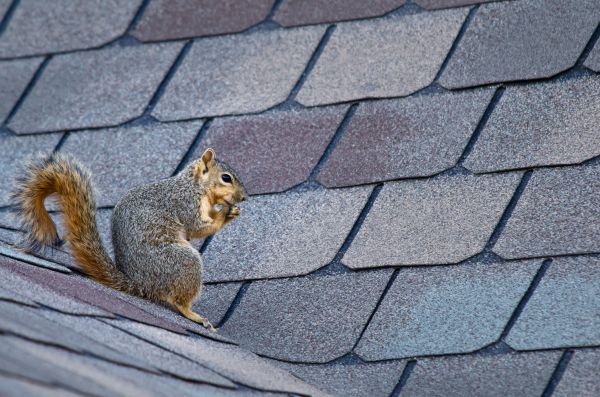Bellingham Wildlife Removal