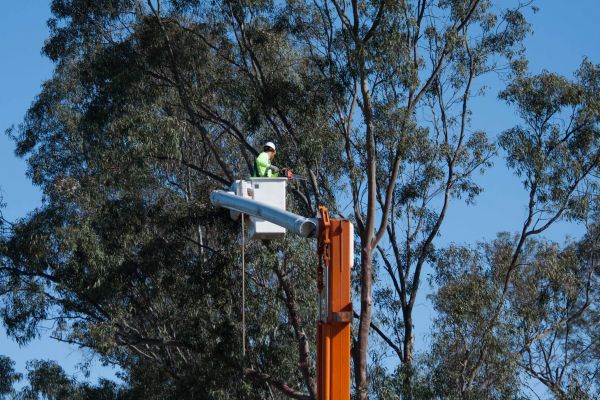 Bellingham Tree Trimming