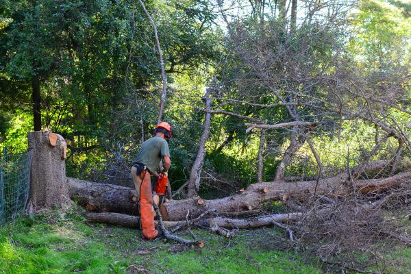 Bellingham Tree Removal